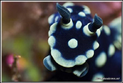 Nudi face up very close D200?105 plus 20mm extension tube by Yves Antoniazzo 